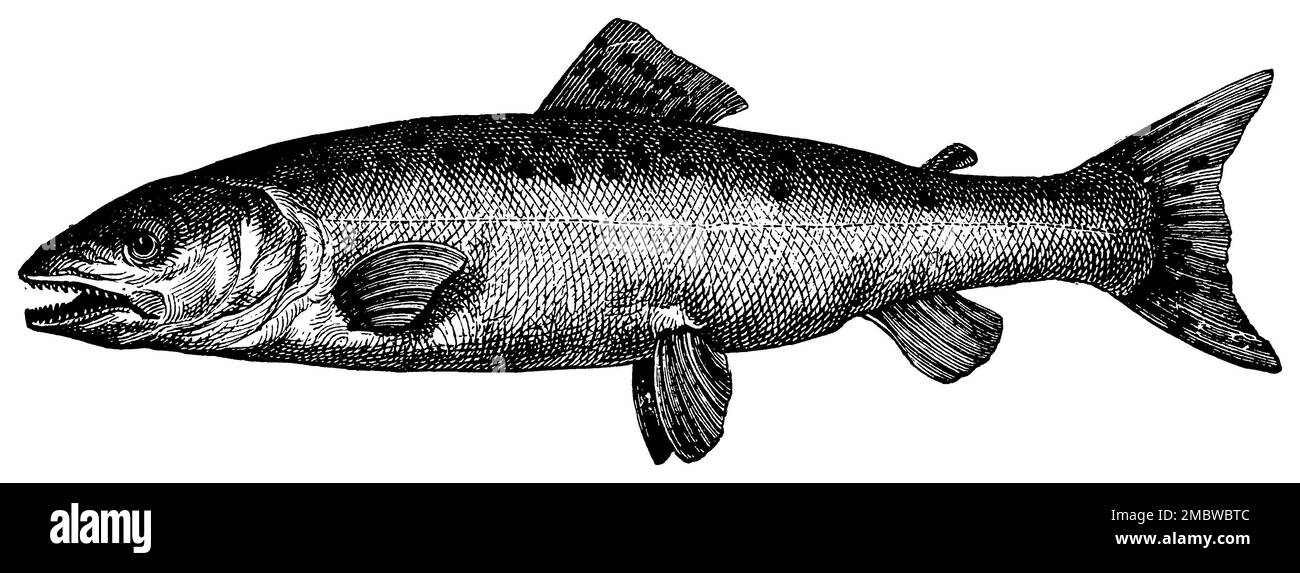 Saumon atlantique, Salmo salar, (livre agricole, 1927), Atlantischer Lachs, saumon atlantique Banque D'Images