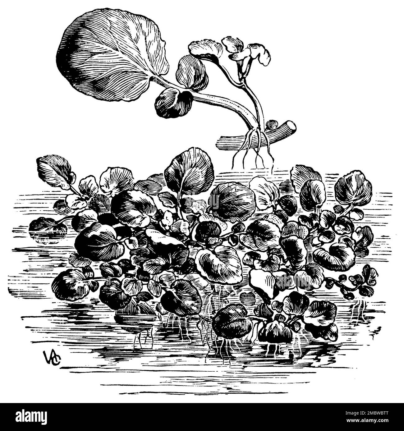 Hydrocresson, Naturtium officinale, (impression du livre de motifs, 1911), Brunnenkresse, Cresson de fontaine Banque D'Images