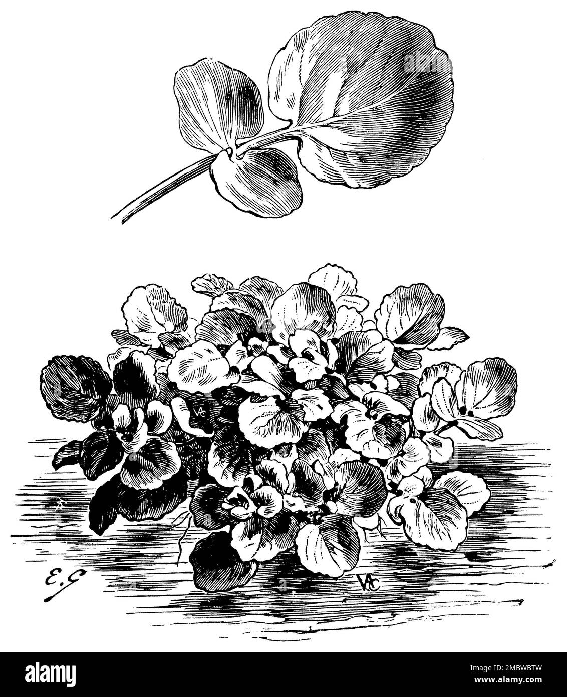 Cresson, variété: Cresson feuillue améliorée, Naturtium officinale, (impression de livres de motifs, 1911), Brunnenkresse, Sorte: Verbesserte breitblättrige, Cresson de fontaine, varieté: Amélioré une grande feuille Banque D'Images