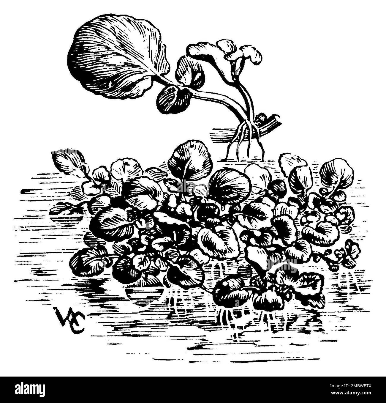 Hydrocresson, Naturtium officinale, (impression du livre de motifs, 1911), Brunnenkresse, Cresson de fontaine Banque D'Images