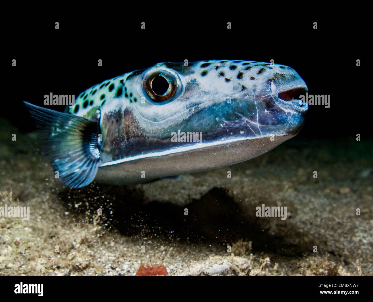 Argent - poisson-fond à joues - Lagocephalus sceleratus Banque D'Images