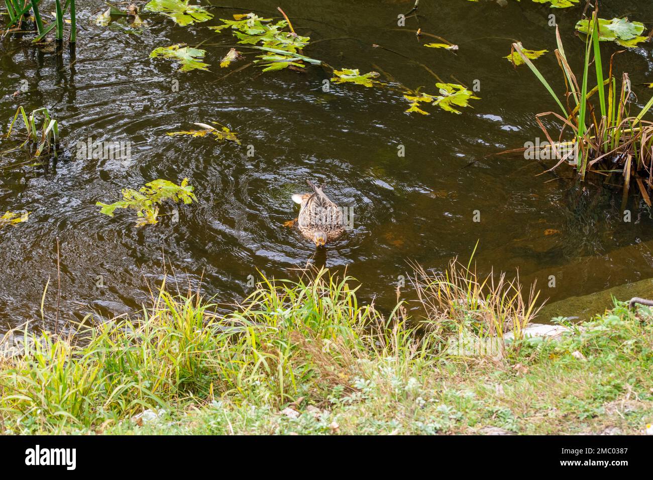 Canards sauvages mais boiteux sur la rivière dans la ville. Banque D'Images