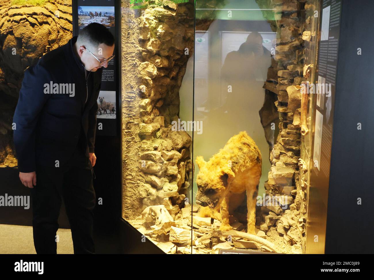 Gera, Allemagne. 21st janvier 2023. Frank Hrouda regarde la reconstruction d'une hyène troglodytique pendant la « Journée de la préhistoire » au Musée d'histoire naturelle. Les molaires des mammouths adultes et des veaux mammites de la grotte de Lindenthal hyena, qui sont gardés dans le musée, ont été menacées par la carie. Grâce à un traitement préparatoire spécial à Goch, les dents trouvées en 1874 à Gera-Pforten pourraient maintenant être sécurisées et conservées pour l'avenir. Credit: Bodo Schackow/dpa/Alay Live News Banque D'Images