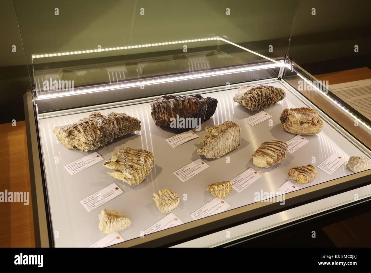 Gera, Allemagne. 21st janvier 2023. Les dents molaires des mammouths adultes se trouvent dans un cas d'exposition au 'jour de la Préhistoire' dans le Musée d'histoire naturelle. Les molaires des mammouths adultes et des veaux mammites de la grotte de Lindenthal hyena, qui sont gardés dans le musée, ont été menacées par la carie. Grâce à un traitement préparatoire spécial à Goch, les dents trouvées en 1874 à Gera-Pforten pourraient maintenant être sécurisées et conservées pour l'avenir. Credit: Bodo Schackow/dpa/Alay Live News Banque D'Images