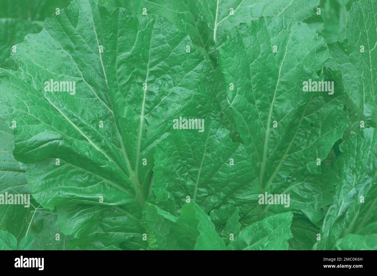 Arrière-plan des feuilles vertes. Plein format. Arrière-plans de la nature. Banque D'Images