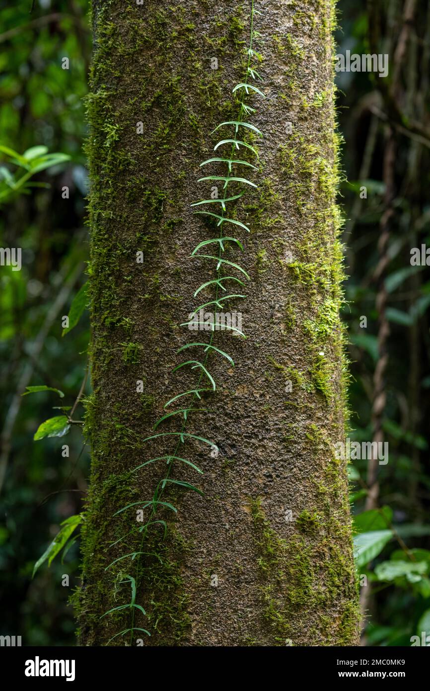 Vigne en pleine croissance tronc d'arbre dans la forêt tropicale, Bornéo Banque D'Images