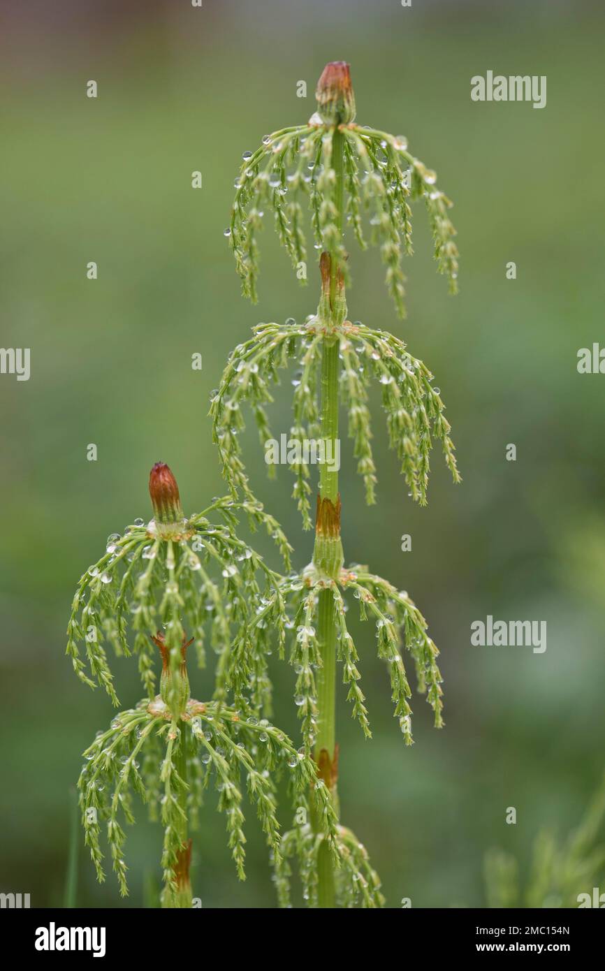 Horsetail (Equisetum sylvaticum), Kvaloya, Norvège Banque D'Images