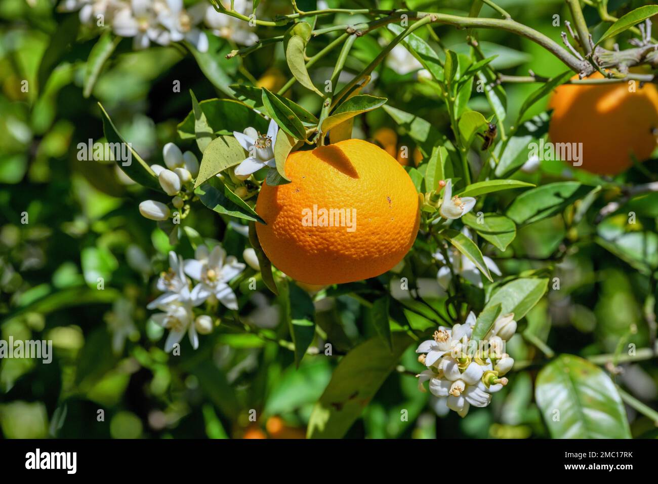 Fleur d'oranger (Citrus sinensis), gros plan de fleurs et de fruits mûrs, près de Bolulla, Costa Blanca, Espagne Banque D'Images