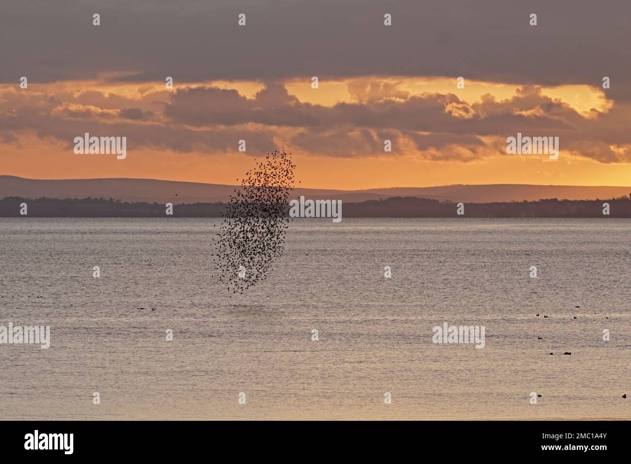 Flock of Golden Plover au coucher du soleil sur le canal de Bristol depuis Newport Wetlands Banque D'Images