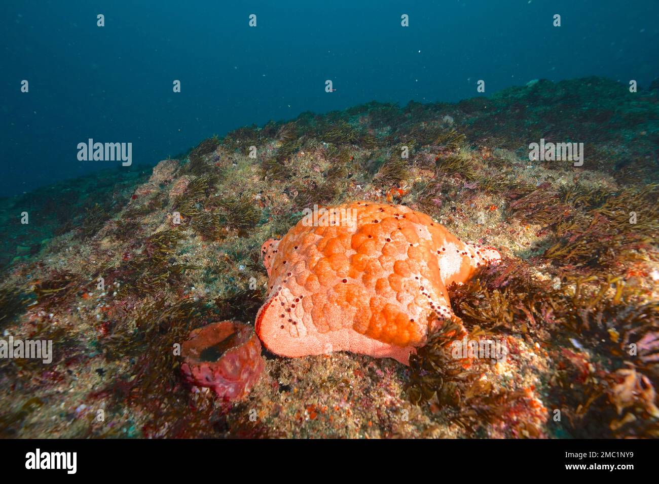 Étoile à coussin épineux (Culcita schmideliana), site de plongée Aliwal Shoal, Umkomaas, KwaZulu Natal, Afrique du Sud Banque D'Images