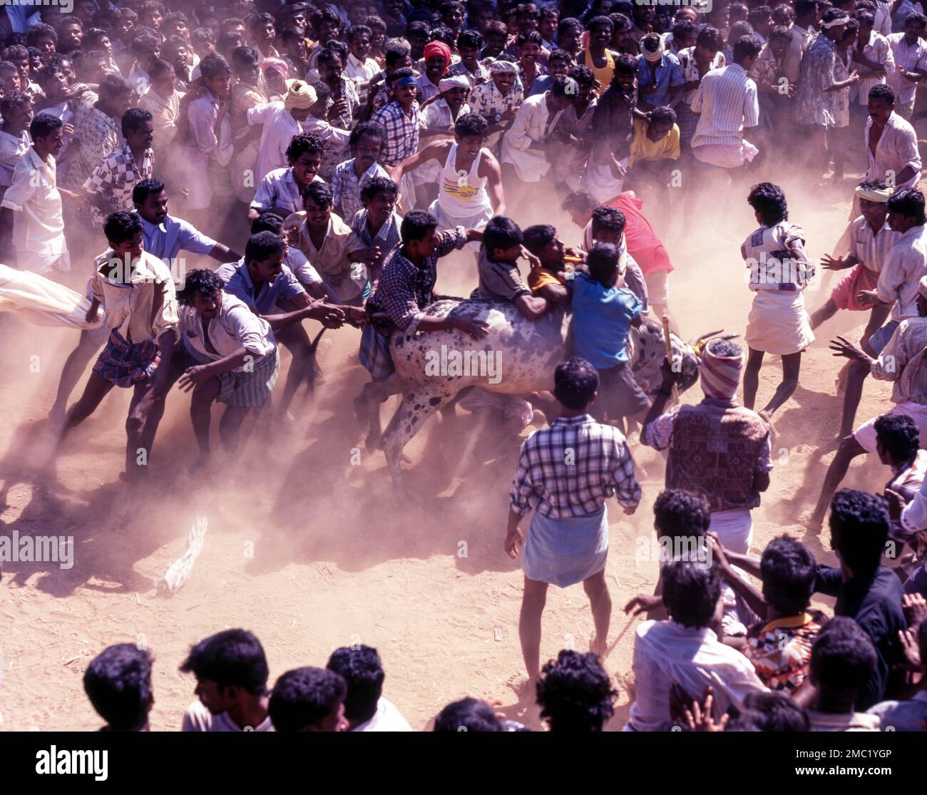 Le taing de taureaux de Jallikattu fait partie du festival de la récolte de tatamis de pongal. les jeunes hommes chassent le taureau et essaient de s'arracher le tissu/l'argent qu'il tiet à Banque D'Images