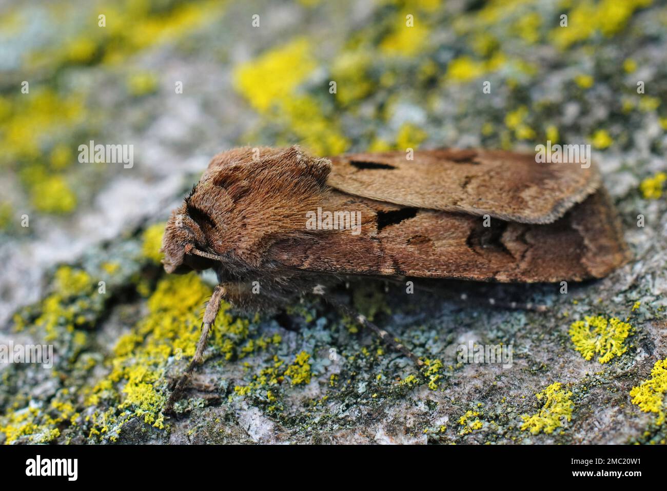 Gros plan détaillé du cœur et de l'owlet Dart, Agrotis exclamationis, assis sur du bois dans le jardin Banque D'Images