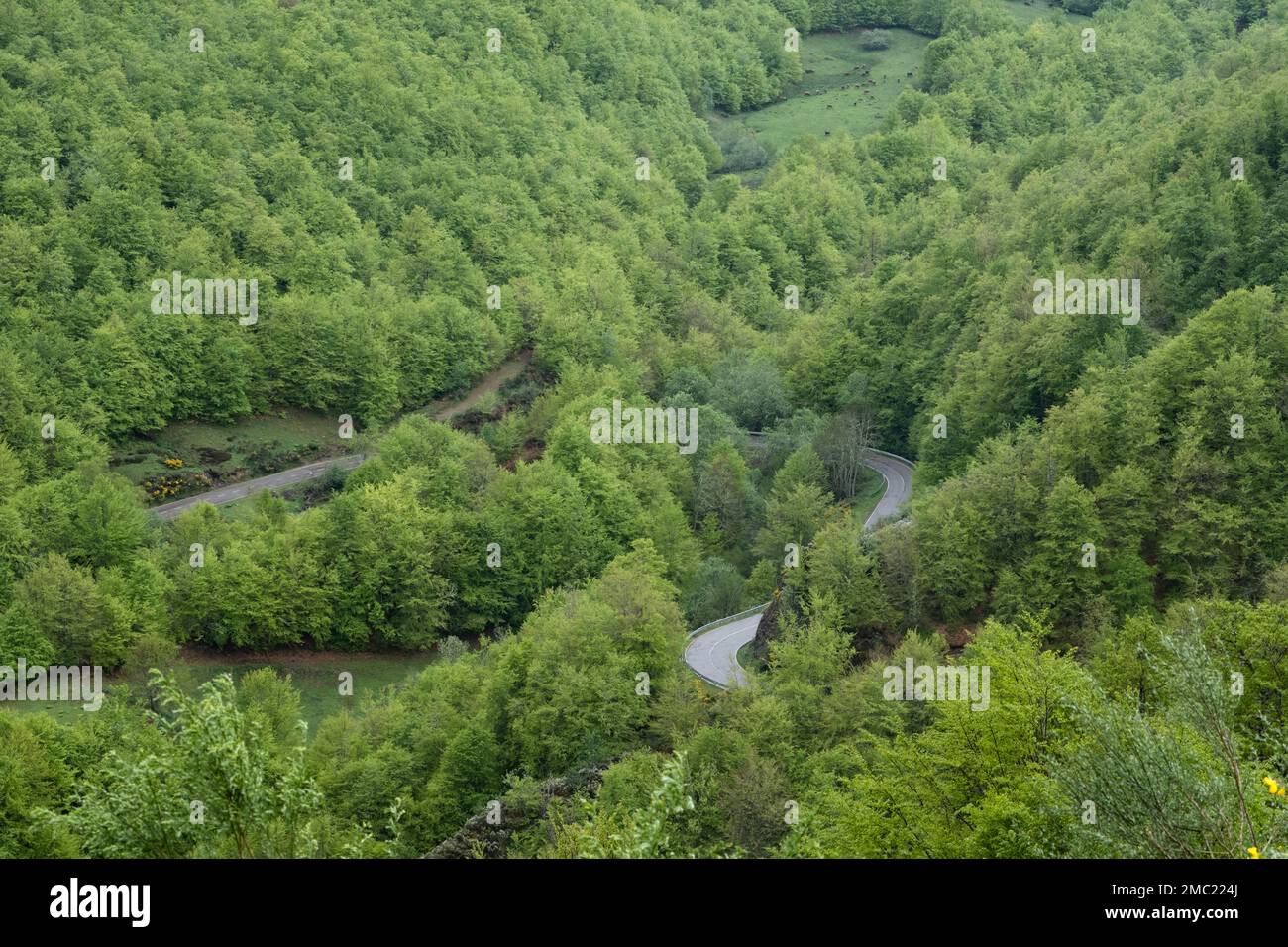 Route de montagne sinueuse parmi les forêts vertes dans la province de Leon, Espagne Banque D'Images