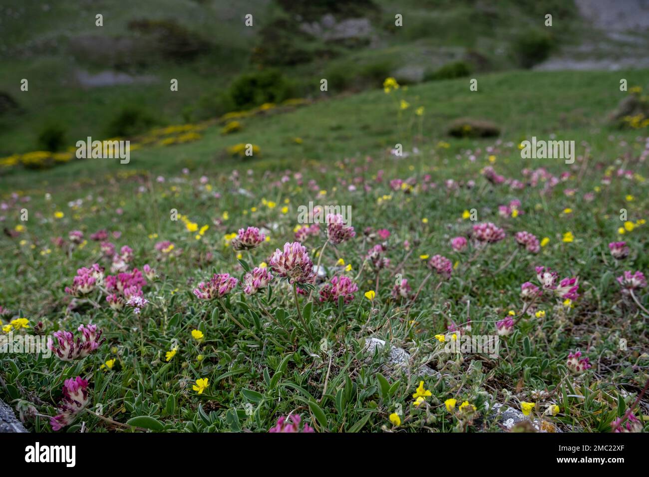Fleur de fleurs sauvages roses de l'Epace ou de l'Epathe de rein au printemps Banque D'Images