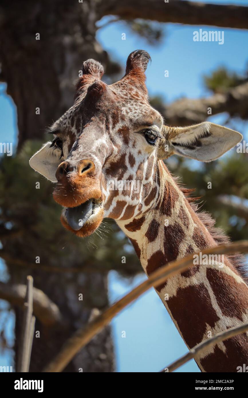 Vertical Giraffe Rothschild dans le jardin zoologique. Portrait amusant de Giraffa Camelopardalis avec langue au zoo. Banque D'Images