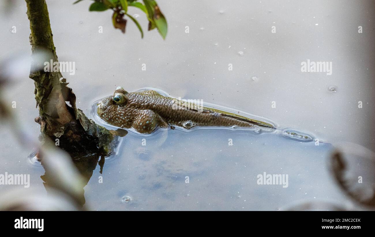 Hespérie de boue dans l'eau par la racine de mangrove Banque D'Images