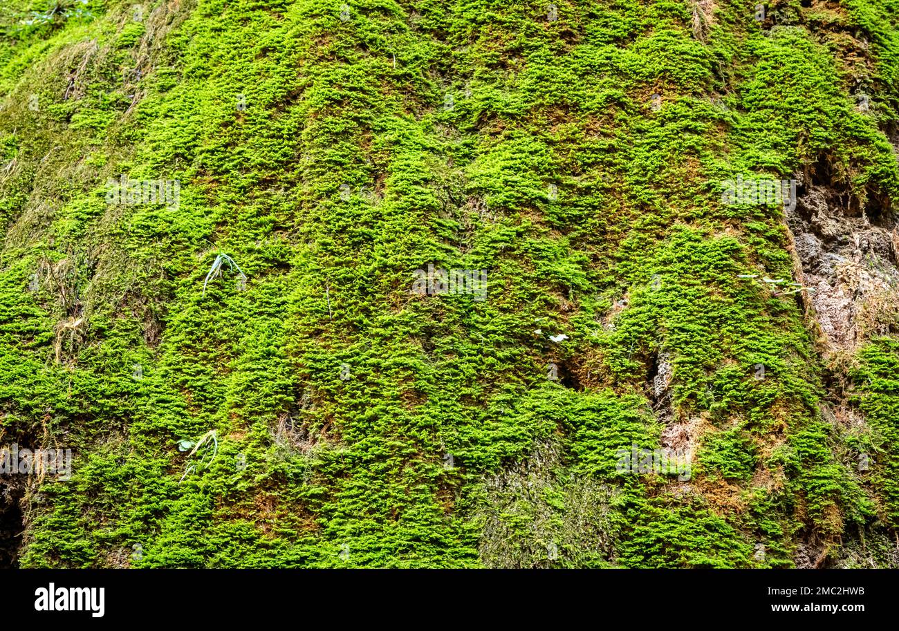 mousse poussant sur un visage de roche. Pierres blocs recouverts de mousse - (Hylocomoium splendens) - mousse poussant le long des graines Banque D'Images