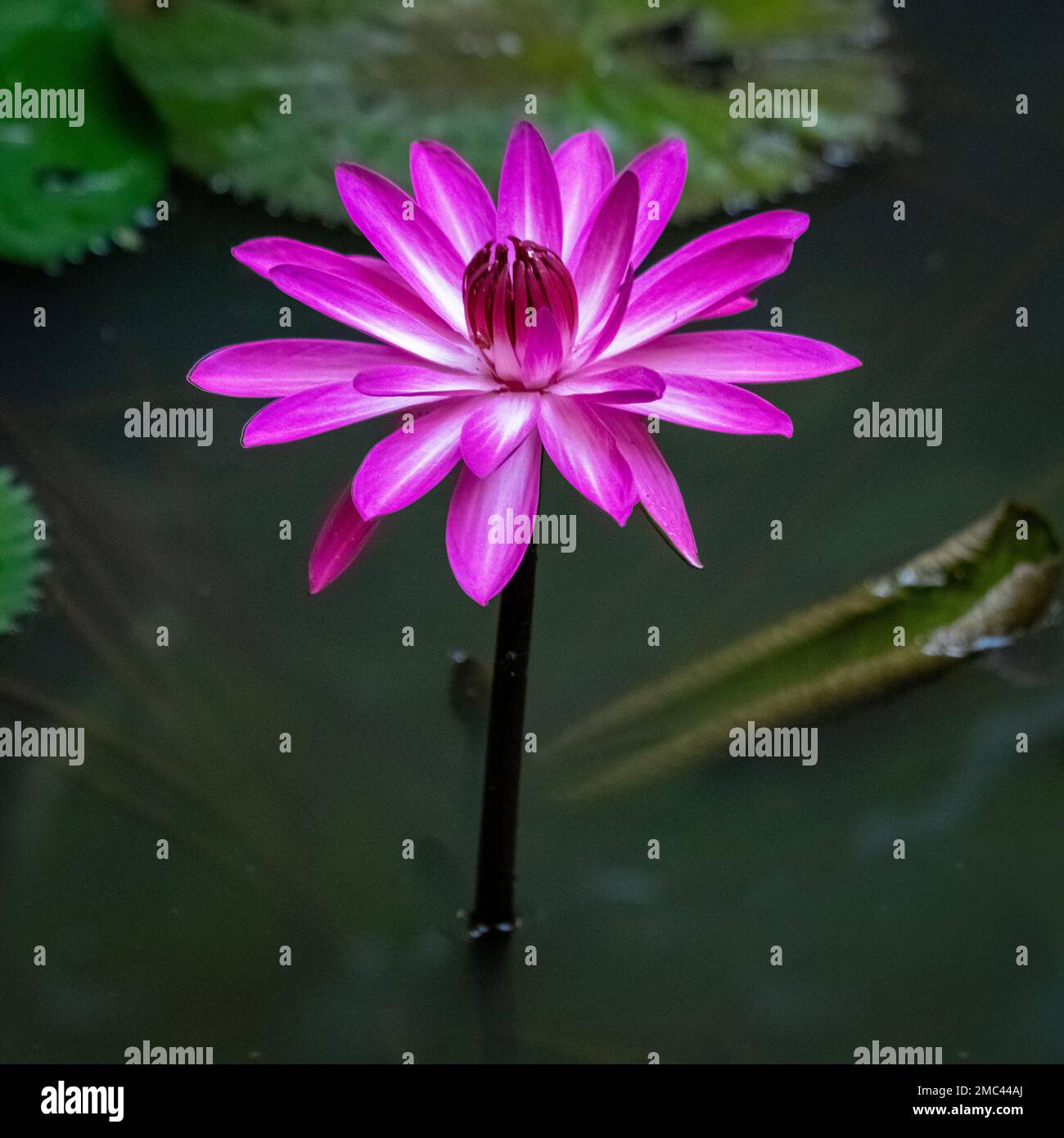 Fleur de Waterlilly dans l'étang, Bornéo Banque D'Images
