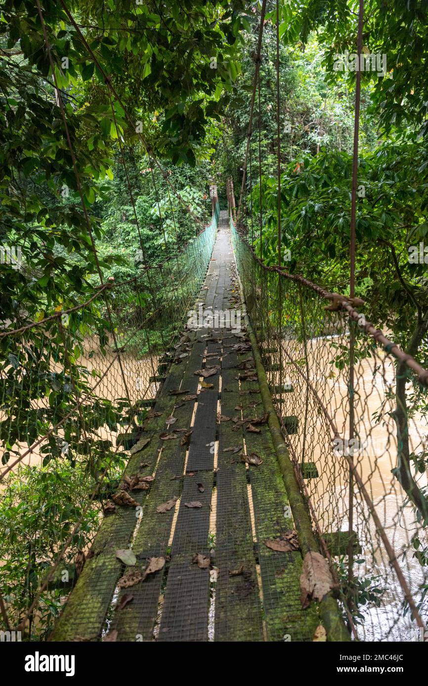 Passerelle en bois et corde au-dessus de la rivière - Vallée de Danum, Bornéo Banque D'Images