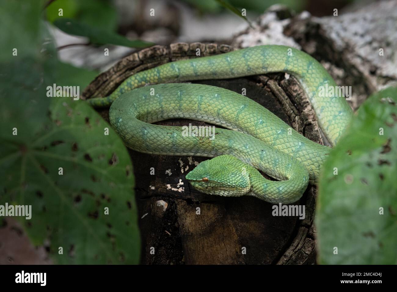 Vipère de Pit vert (Trimeresurus macrops), Malaisie Banque D'Images