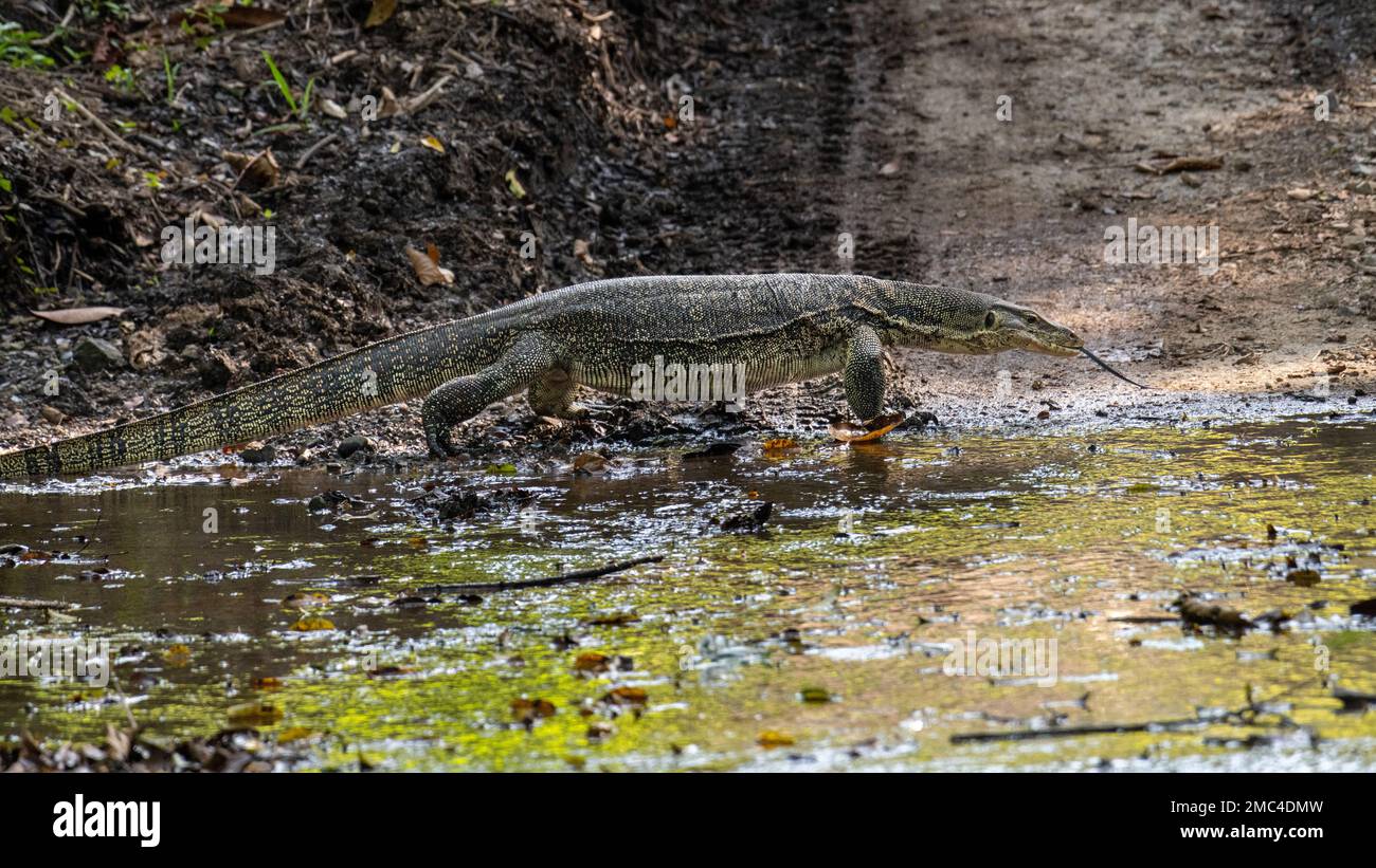 L'eau d'Asie Varan (Varanus salvator) Banque D'Images