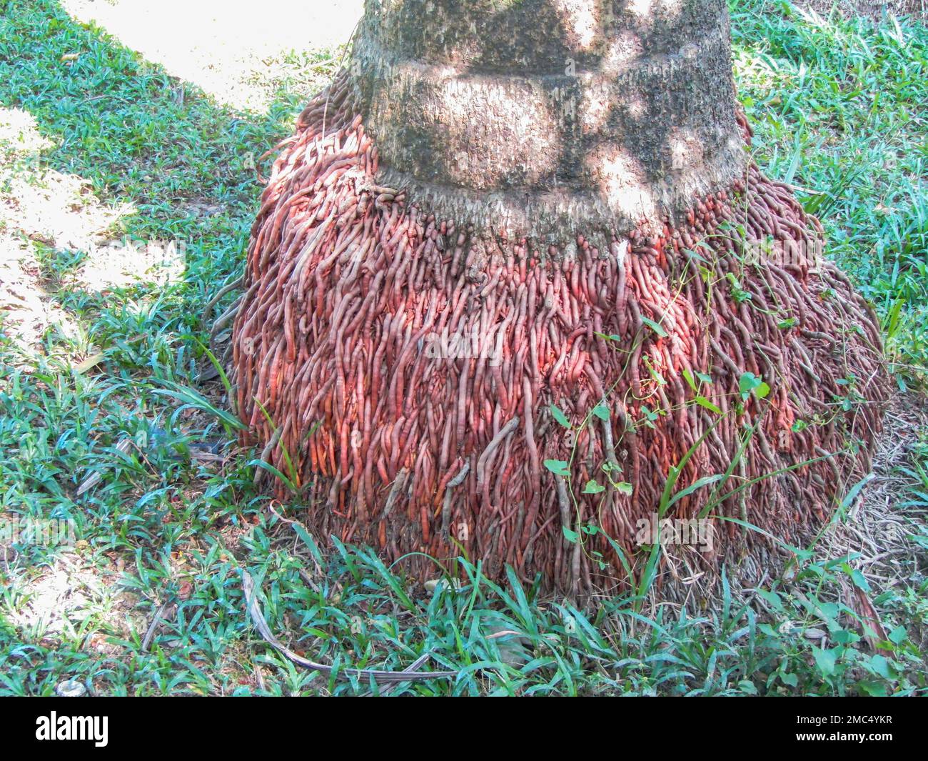 Gros plan sur la base de l'arbre de noix de coco avec des racines rouges Banque D'Images
