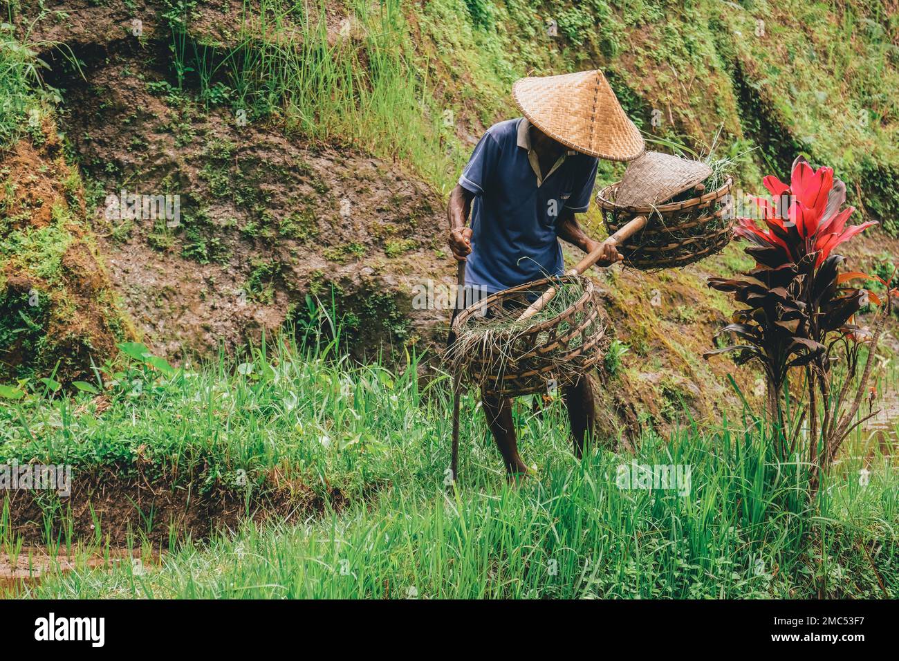 Agriculteur à Rice Terrace à Bali, Indonésie Banque D'Images