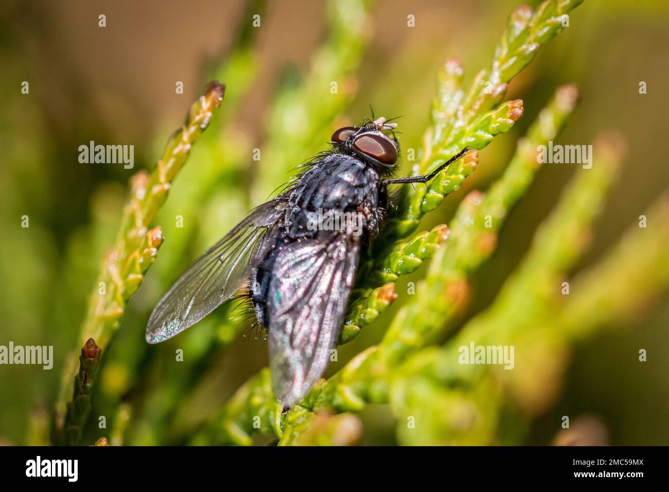 Calliphora vicina Fly macro gros plan Banque D'Images