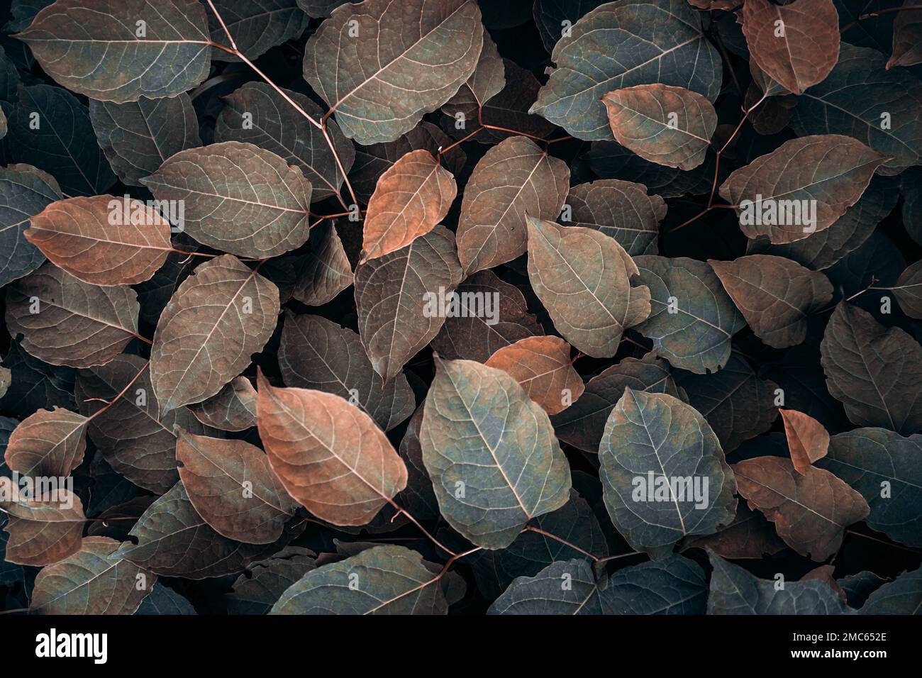 feuilles de plantes brunes dans la nature en automne, fond brun Banque D'Images
