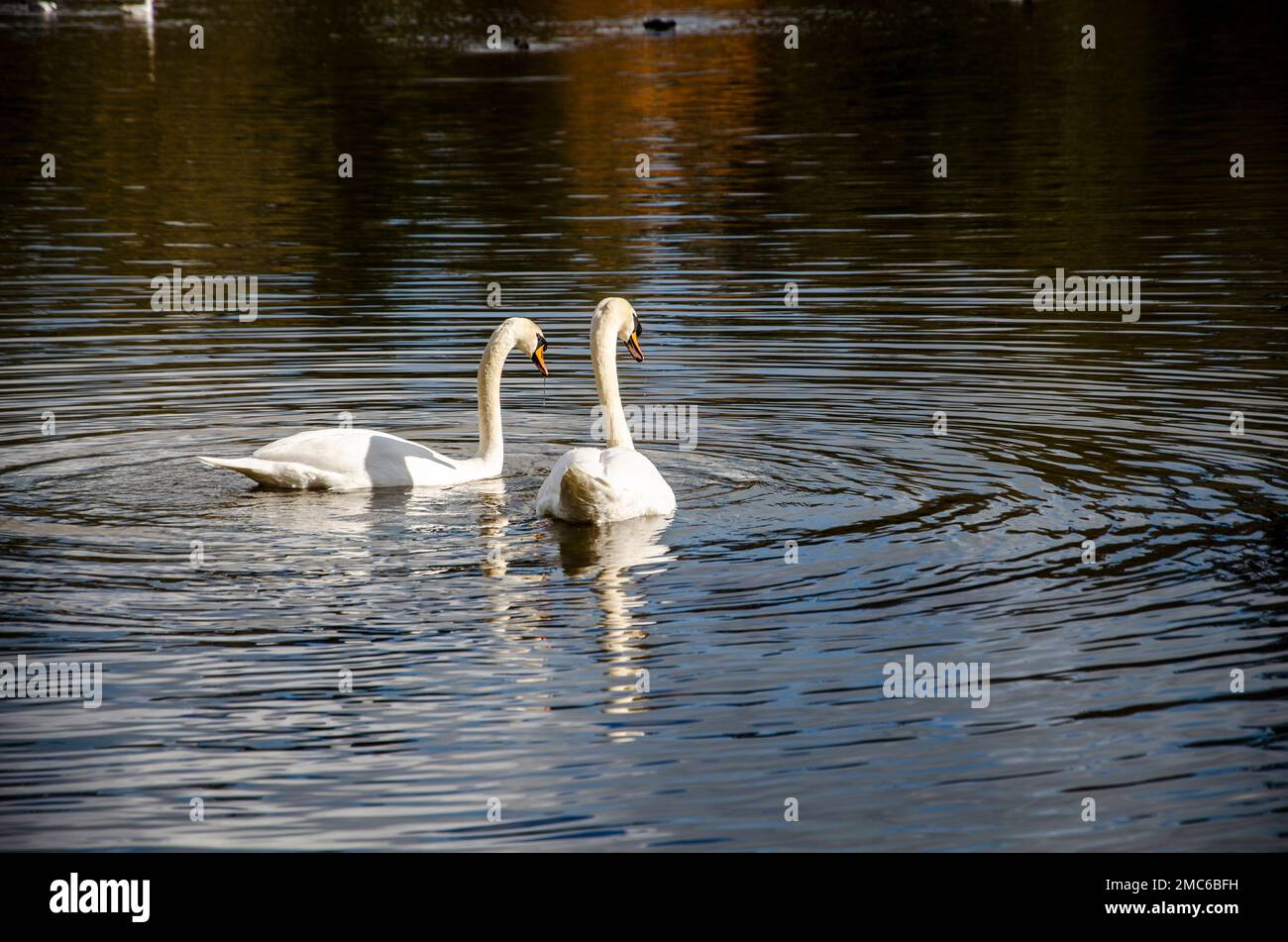 Une paire de cygnes sur le lac à la recherche d'un site de nidification Banque D'Images