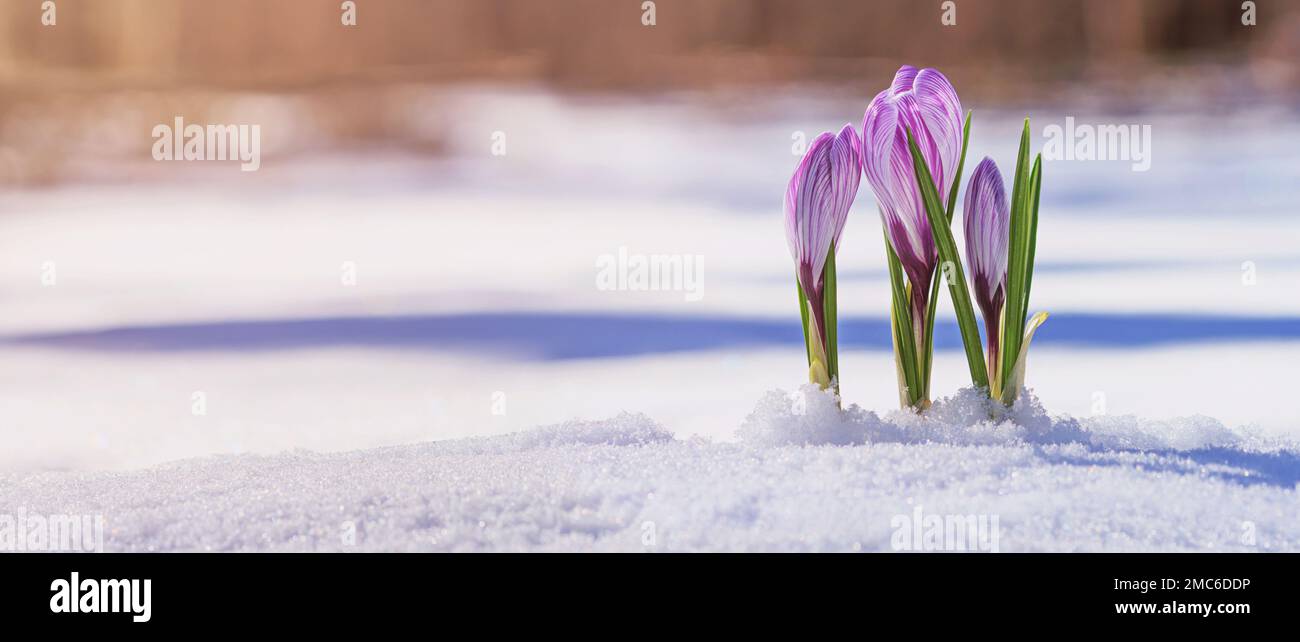 Crocuses - fleurs violettes fleuries faisant leur chemin de sous la neige au début du printemps, gros plan avec l'espace pour le texte, la bannière Banque D'Images