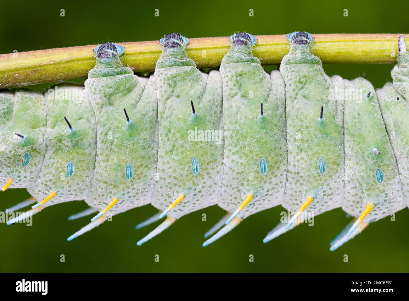 Lorquin's Atlas Moth (Atacus lorquini) résumé des jambes et des ...