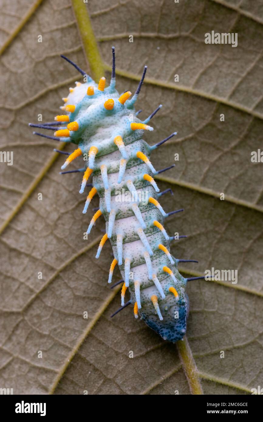 Atlas Moth de Lorquin (Atacus lorquini) caterpillar se nourrissant d ...