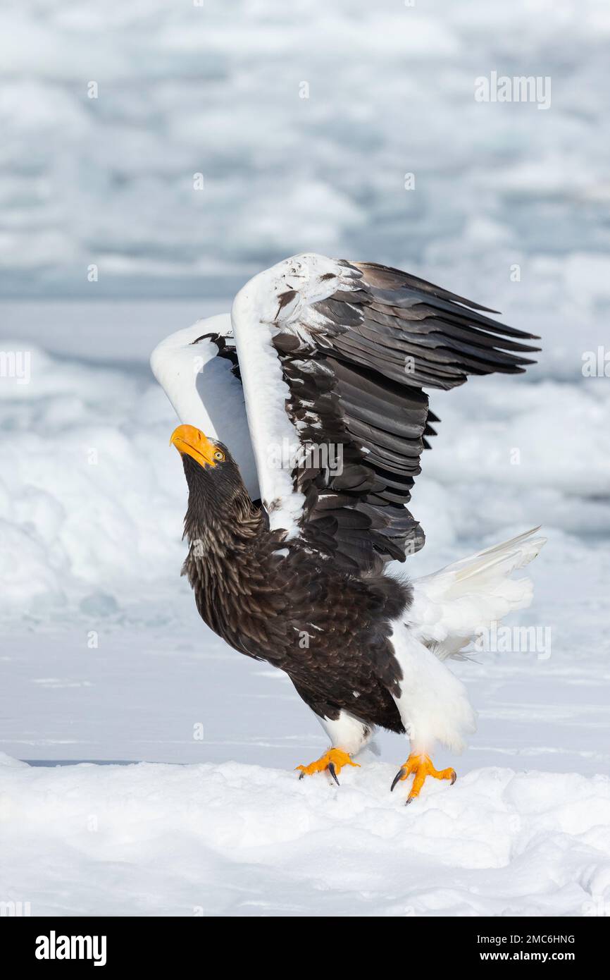 L'aigle de mer de Steller (Haliaeetus pelagicus) s'enferme de la glace de mer dans le détroit de Nemuro, Hokkaido, Japon Banque D'Images