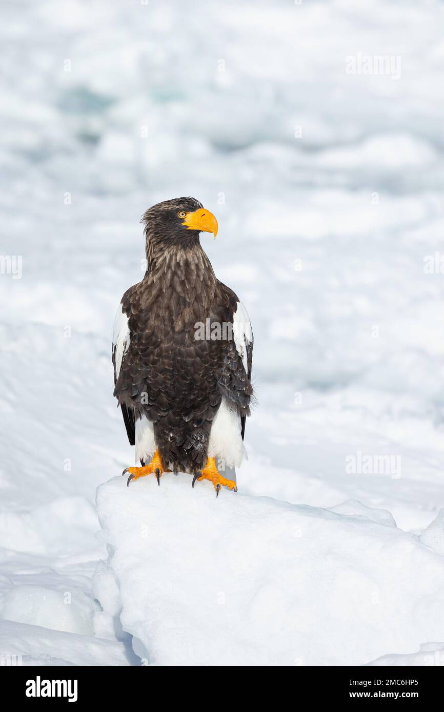 L'aigle de mer de Steller (Haliaeetus pelagicus) perché sur la glace de mer dans le détroit de Nemuro, Hokkaido, Japon Banque D'Images