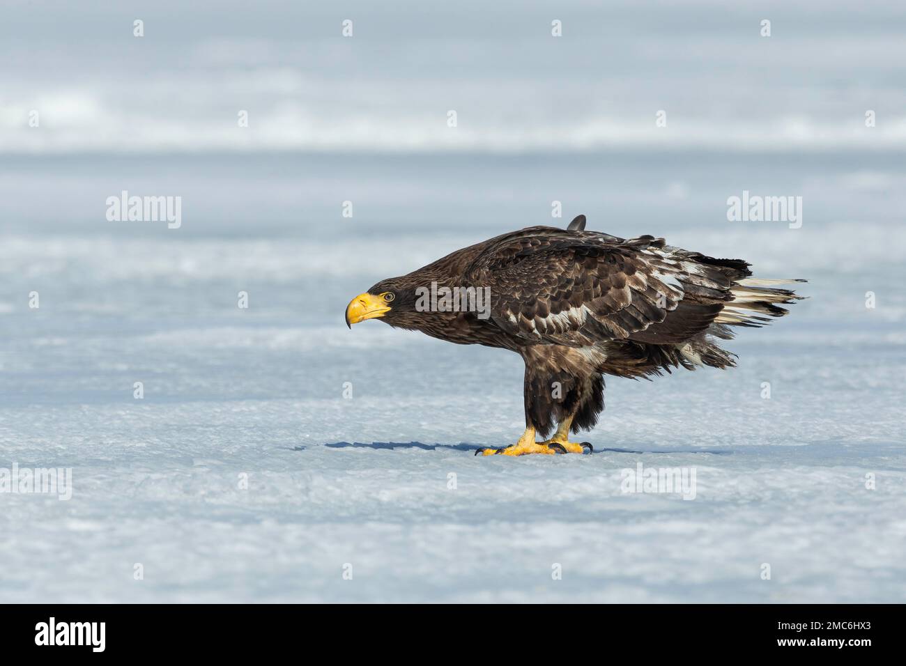 L'aigle de mer du jeune Steller (Haliaeetus pelagicus) sur terre dans la neige, Hokkaido, Japon Banque D'Images