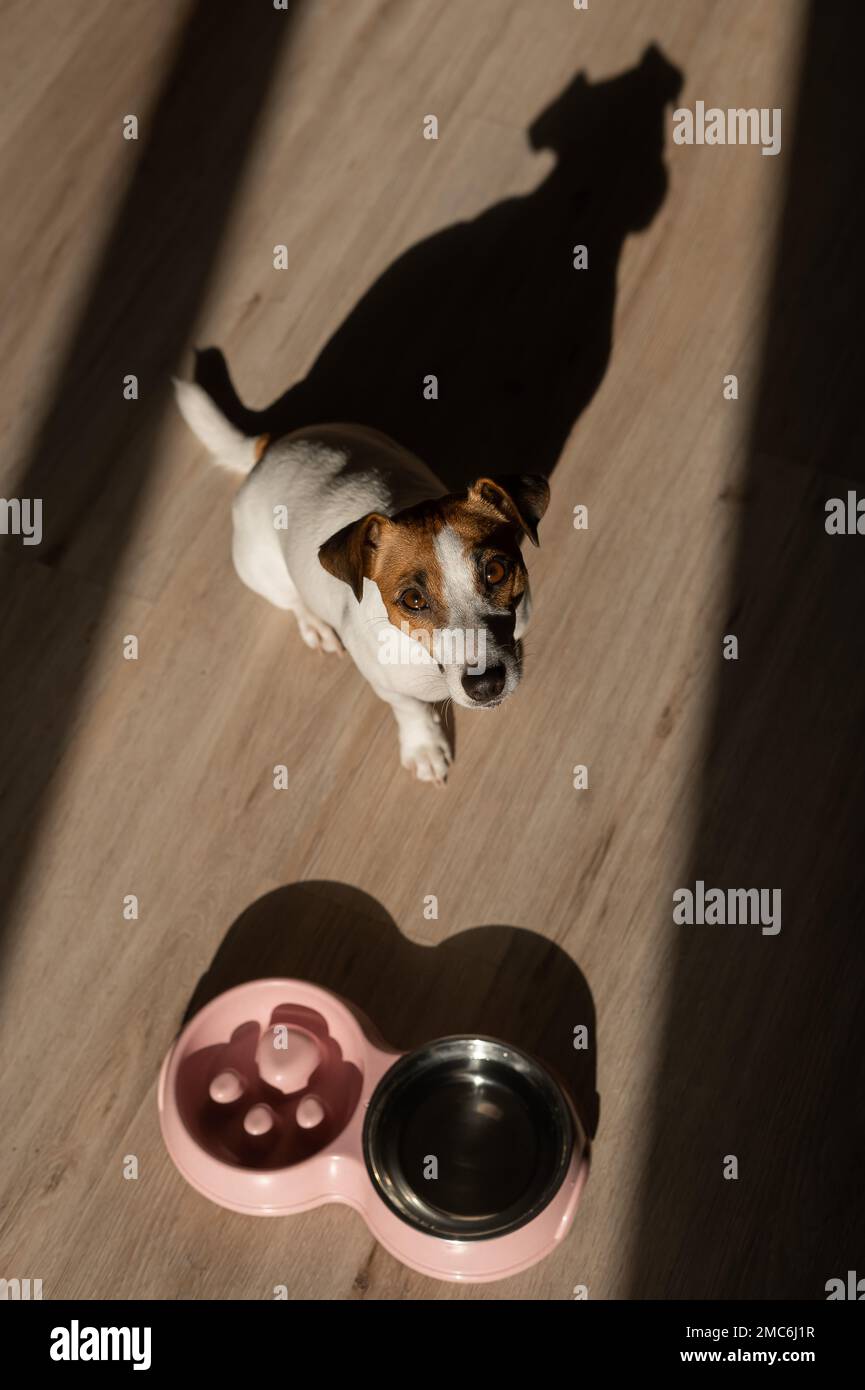 Un bol double pour une alimentation lente et un bol d'eau pour le chien. Vue de dessus d'un chien de terrier Jack russell près d'une assiette rose avec de la nourriture sèche sur un bois Banque D'Images Un bol double pour une alimentation lente et un bol d'eau pour le chien. Vue de dessus d'un chien de terrier Jack russell près d'une assiette rose avec de la nourriture sèche sur un bois Banque D'Images