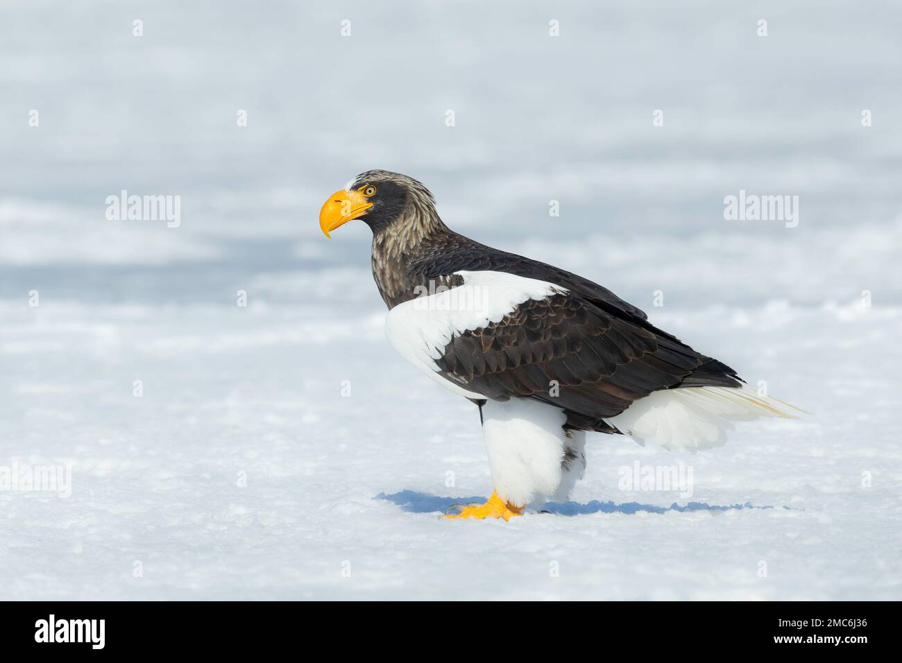 L'aigle de mer de Steller (Haliaeetus pelagicus) au sol dans la neige, Hokkaido, Japon Banque D'Images