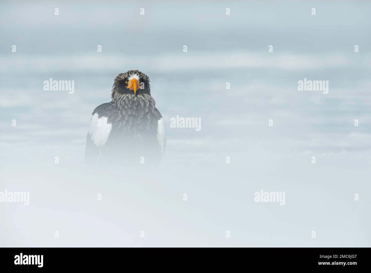 L'aigle de mer de Steller (Haliaeetus pelagicus) au sol dans la neige, Hokkaido, Japon Banque D'Images
