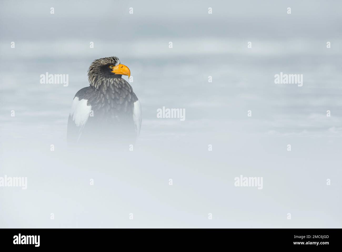 L'aigle de mer de Steller (Haliaeetus pelagicus) au sol dans la neige, Hokkaido, Japon Banque D'Images