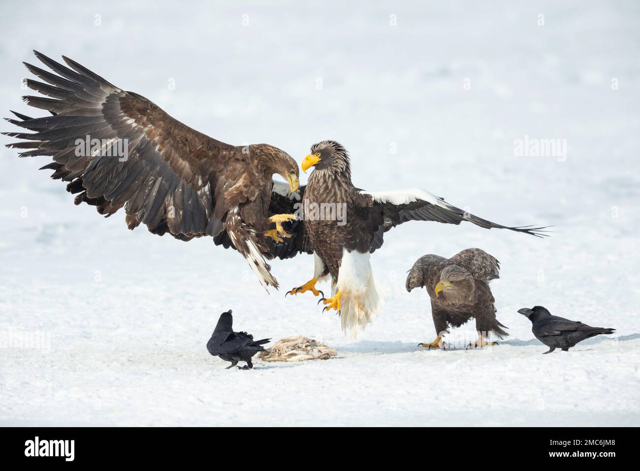 L'aigle de mer de Steller (Haliaeetus pelagicus) et l'aigle à queue blanche (Haliaeetus albicilla) qui se battent sur un lac gelé, Hokkaido, Japon Banque D'Images