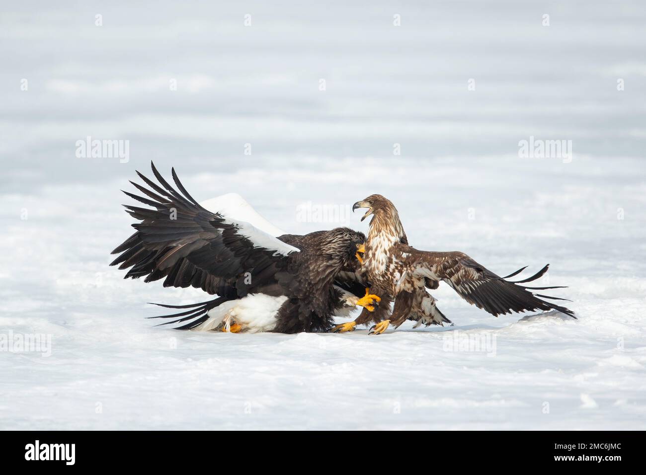 L'aigle de mer de Steller (Haliaeetus pelagicus) et l'aigle à queue blanche (Haliaeetus albicilla) qui se battent sur un lac gelé, Hokkaido, Japon Banque D'Images
