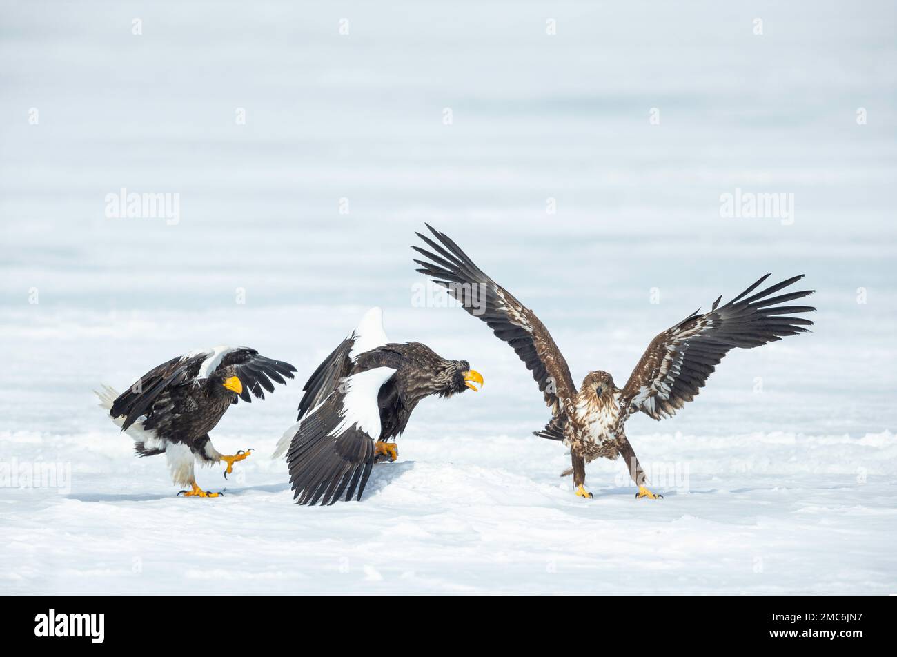 L'aigle de mer de Steller (Haliaeetus pelagicus) et l'aigle à queue blanche (Haliaeetus albicilla) qui se battent sur un lac gelé, Hokkaido, Japon Banque D'Images