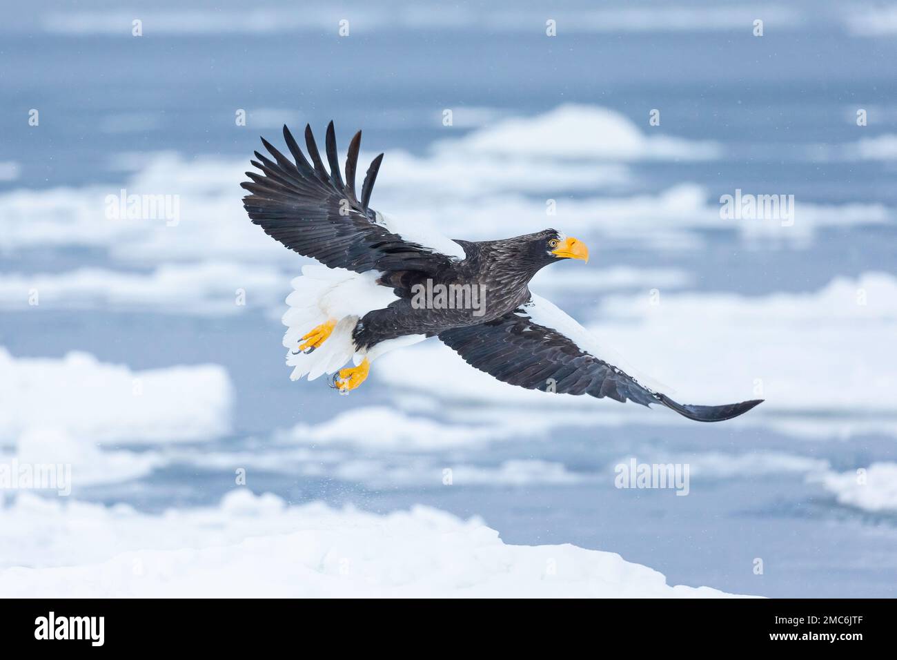 L'aigle de mer de Steller (Haliaeetus pelagicus) survolant la glace de mer dans le détroit de Nemuro, Hokkaido, Japon Banque D'Images