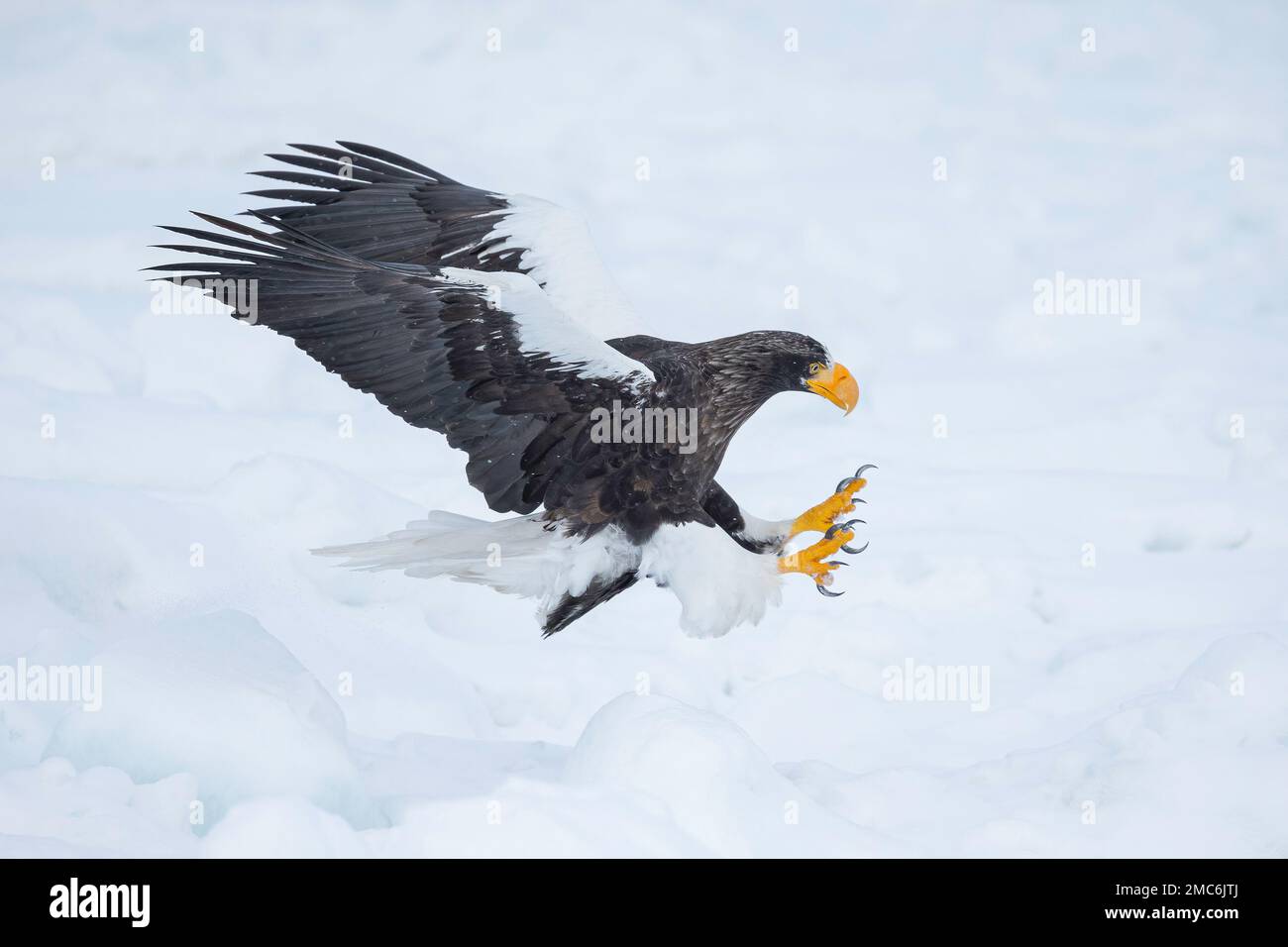 L'aigle de mer de Steller (Haliaeetus pelagicus) débarquant sur la glace de mer dans le détroit de Nemuro, Hokkaido, Japon Banque D'Images