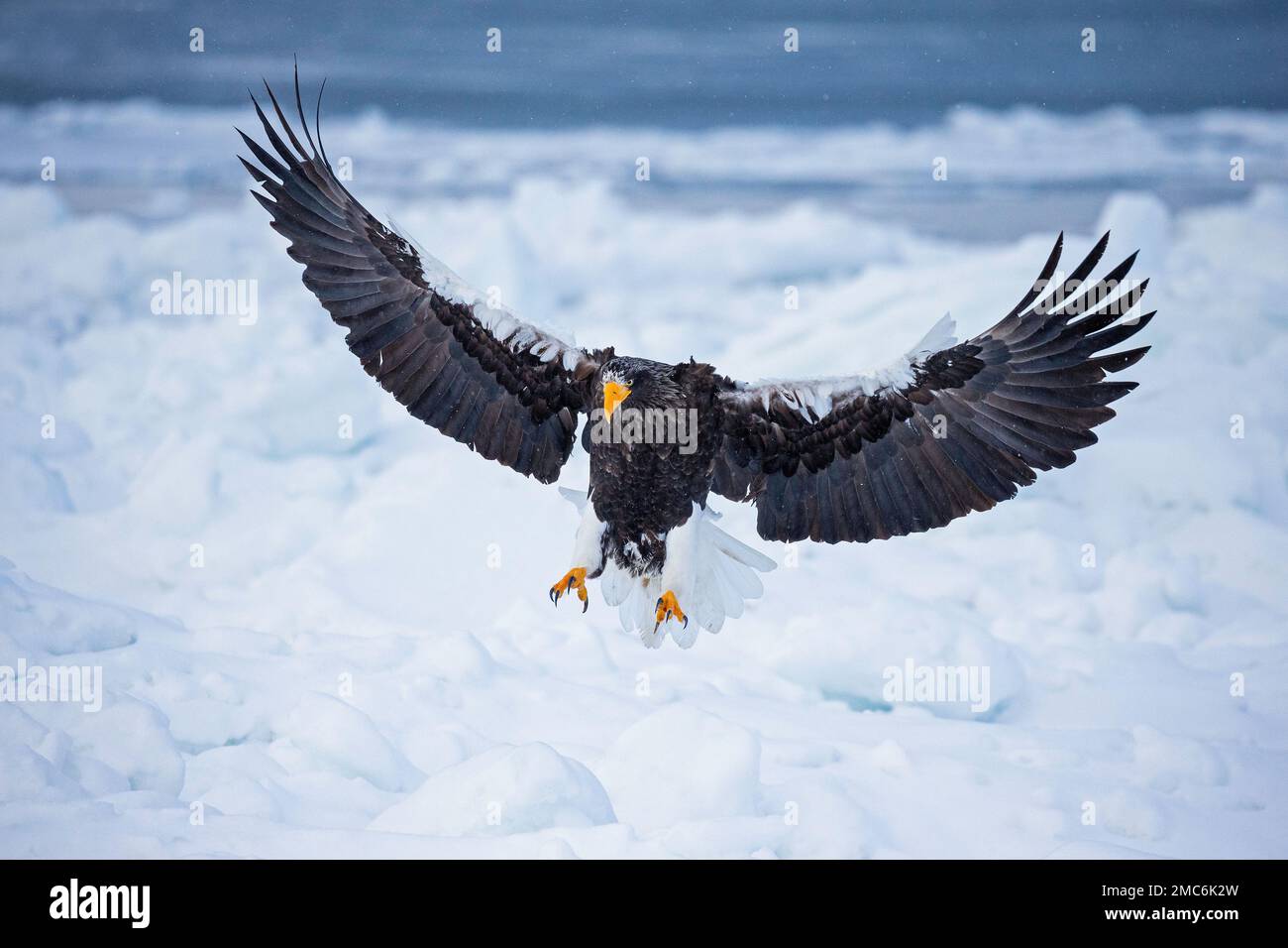 L'aigle de mer de Steller (Haliaeetus pelagicus) débarquant sur la glace de mer dans le détroit de Nemuro, Hokkaido, Japon Banque D'Images