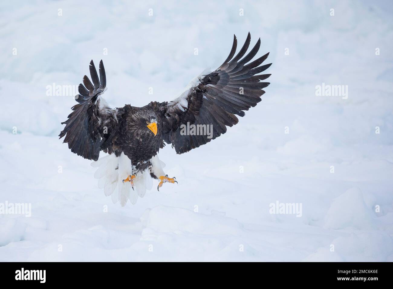 L'aigle de mer de Steller (Haliaeetus pelagicus) débarquant sur la glace de mer dans le détroit de Nemuro, Hokkaido, Japon Banque D'Images