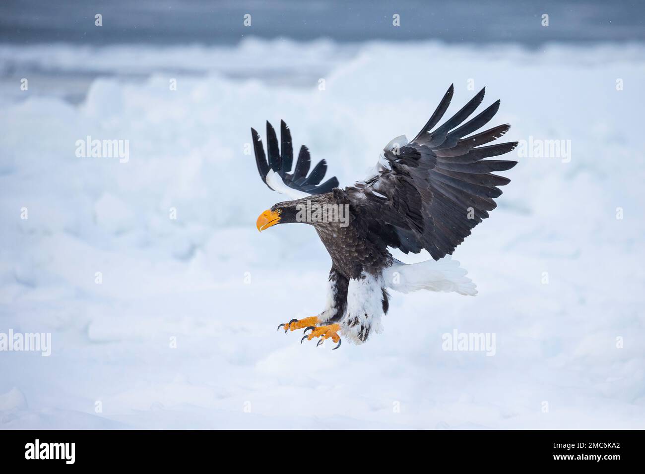 L'aigle de mer de Steller (Haliaeetus pelagicus) survolant la glace de mer dans le détroit de Nemuro, Hokkaido, Japon Banque D'Images