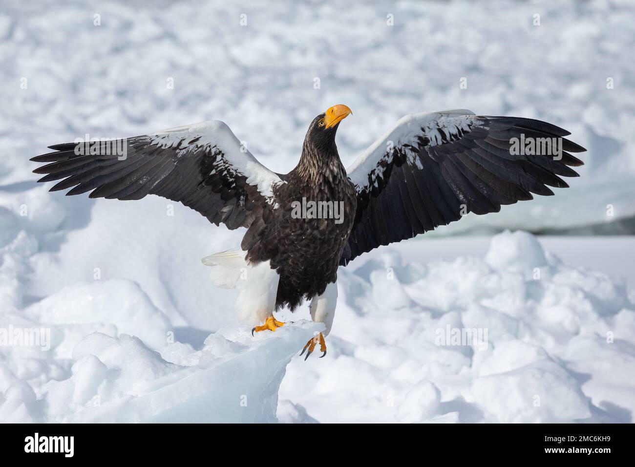 L'aigle de mer de Steller (Haliaeetus pelagicus) perché sur la glace de mer dans le détroit de Nemuro, Hokkaido, Japon Banque D'Images
