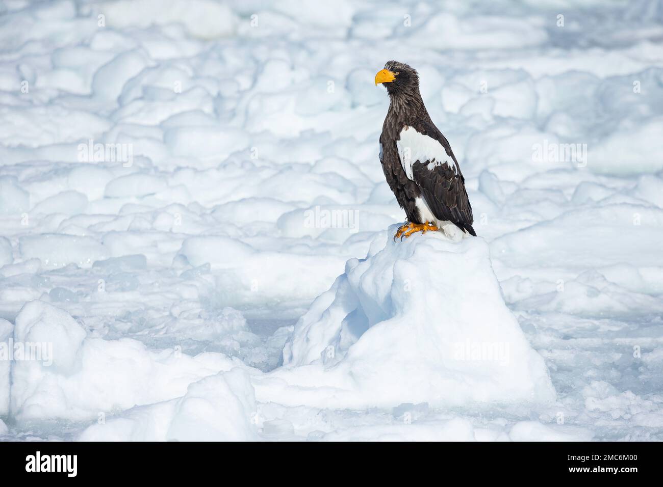 L'aigle de mer de Steller (Haliaeetus pelagicus) perché sur la glace de mer dans le détroit de Nemuro, Hokkaido, Japon Banque D'Images